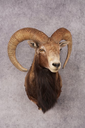 Mouflon sheep sku 3237 - sku,