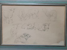 Dessin Mouton Brebis École De