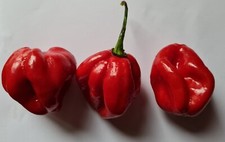 20 graines de piment Habanero