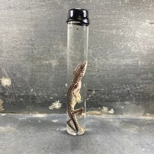 #3 - Spécimen humide de gecko léopard (Eublepharis Macularius)