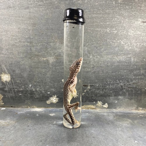 Spécimen humide de gecko - -,