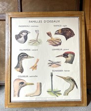 ? Lot of 4 Animal Posters + Frame, Nightingale, 1950 - Cat, Horse, Snake...