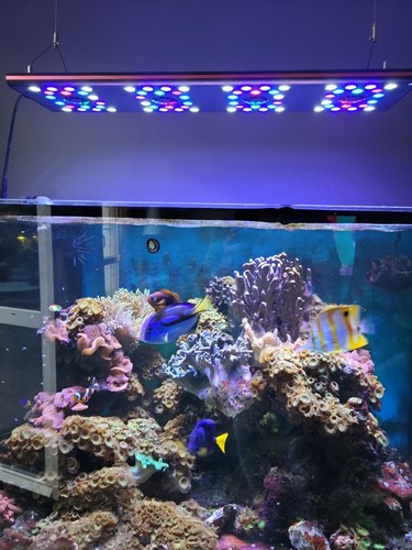 Aquarium eau mer recifale - aquarium,