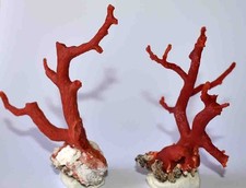  MEDITERRANEAN RED CORAL - 2 BRANCHES - 88 & 72mm - 32gr 