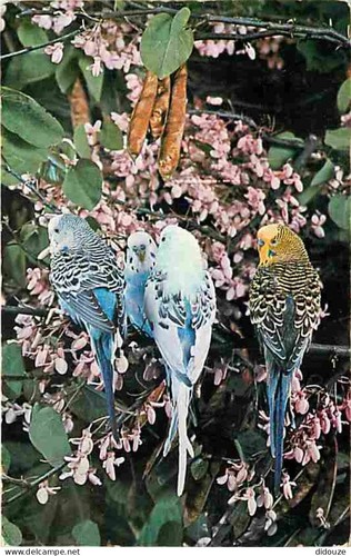 Postcard animals birds - animals,