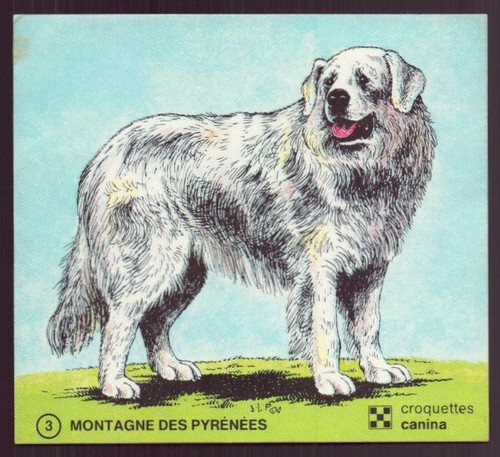Sticker canina pyrenees - "canina",