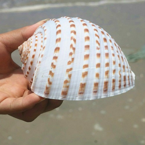12cm naturel conque - 8-12cm, aquarium