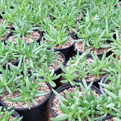 Plante grasse pot - grasse,