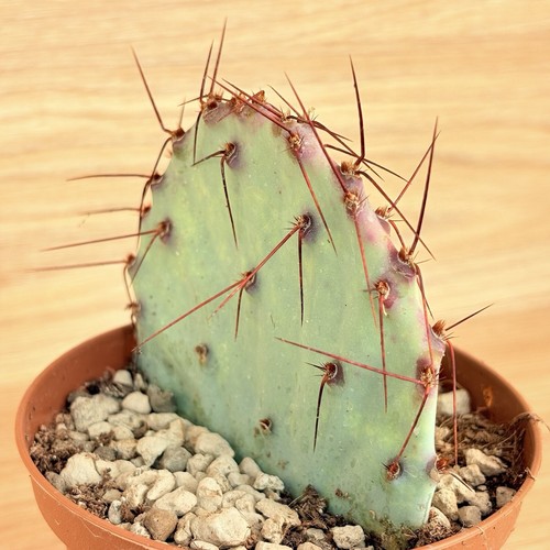 Opuntia violacea pot 10 - violacea,,