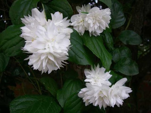 Philadelphus virginalis - philadelphus,