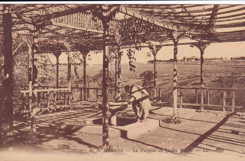 Carte postale postcard - 🦬carte,