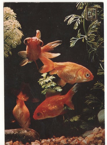 Jolie carte postale poisson - carte,