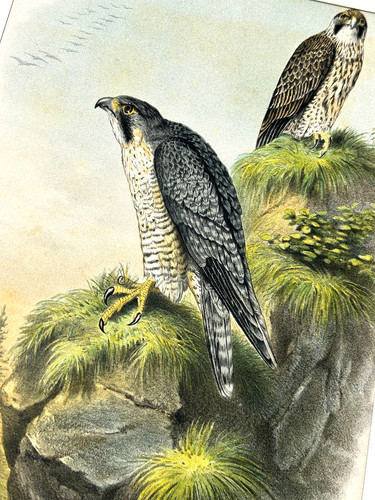 Riesenthal 1875