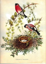 Lithographie originale LE NID