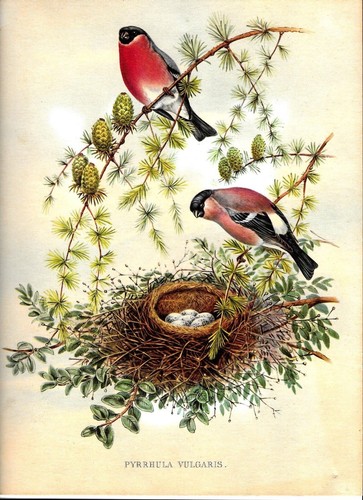 Lithographie originale nid - le,