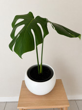 Grande Bouture Monstera