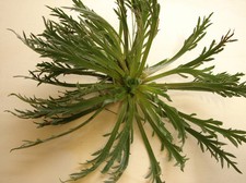 150 graines CORNE DE