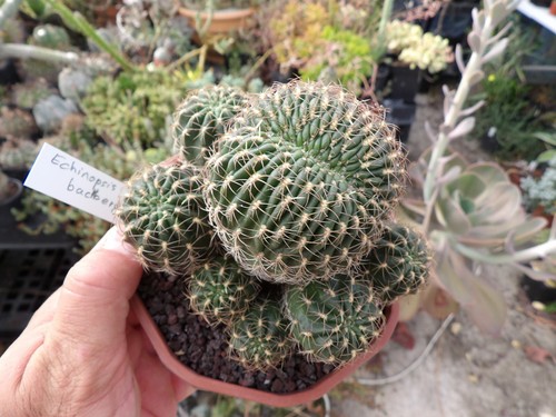 Echinopsis backbergii cristata