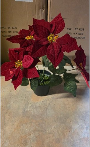 Poinsettia pot plante - pot,,