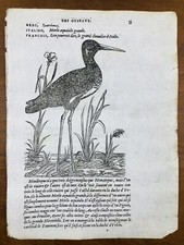 Échasse Noire 1557  Black Stilt Himantopus Gravure Pierre Belon Ornithologie