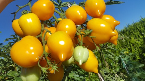 Graines tomate jardin - graines,