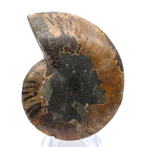 Fossile ammonite polie - d'ammonite,