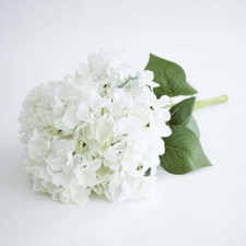 Tête De Balai Hydrangea