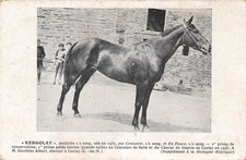 KERGOLAY Une POULICHE née en