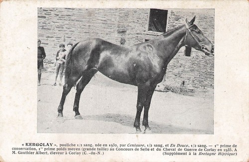Kergolay une pouliche née - kergolay, en