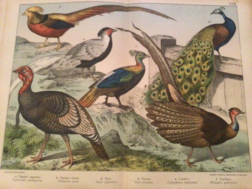 Gravure histoire naturelle - gravure, xix
