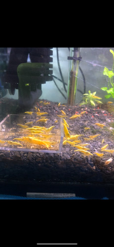 Crevettes aquarium yellow - crevettes,