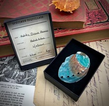 Coquillage - Haliotis discus -