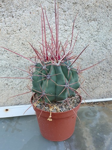 Cactus ferocactus - -,