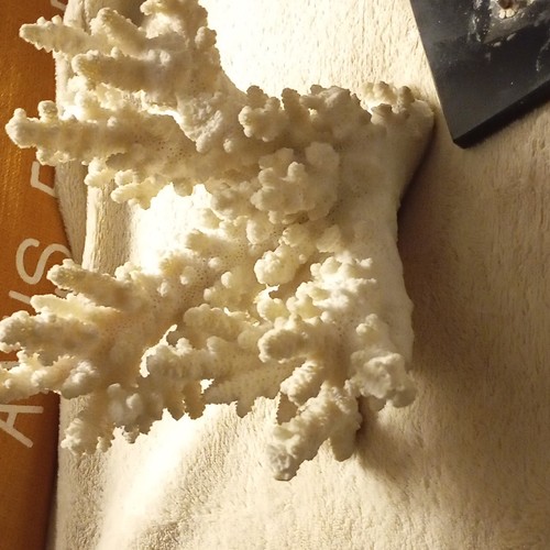 Corail dur blanc décoratif - dur,