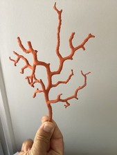 Grande  branche  de Corail rouge  de Méditerranée 30 GR