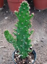 plante grasse cactus succulente Opuntia monacantha pot de 5,5cm