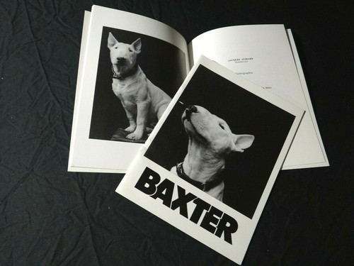 Baxter bull terrier - baxter,
