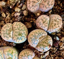 Lithops fulviceps var