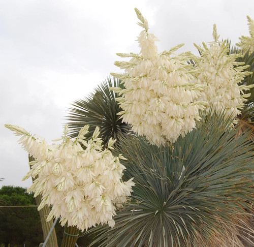 Yucca rostrata 10cm - rostrata,
