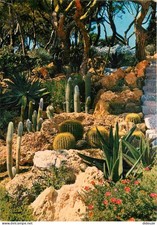 Flowers - Plants - Cactus - La Cote d'Azur - exotic garden - CPM - see scans