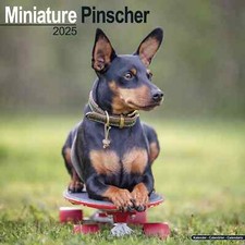 Calendrier 2025 -  PINSCHER NAIN