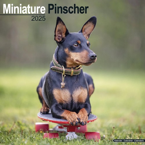 Calendrier 2025 pinscher - 2025,