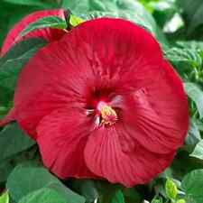 25 graines d'hibiscus des marais (Hibiscus moscheutos)