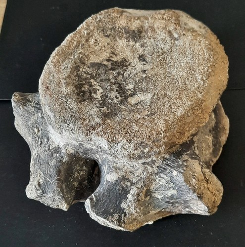 Collections vertèbre fossile - collections,