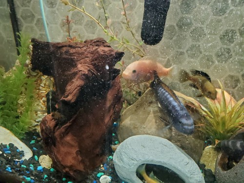 Aquarium 60g - aquarium,