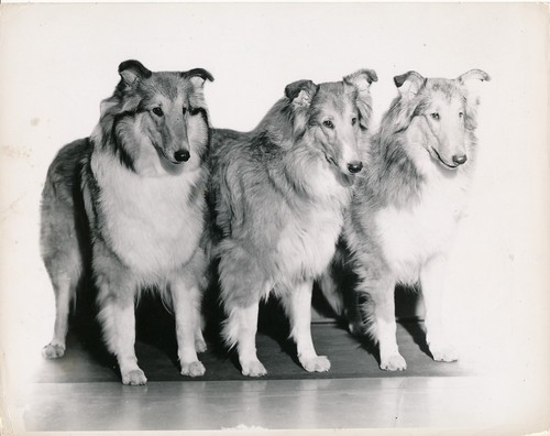Colley collie 1950 - colley,