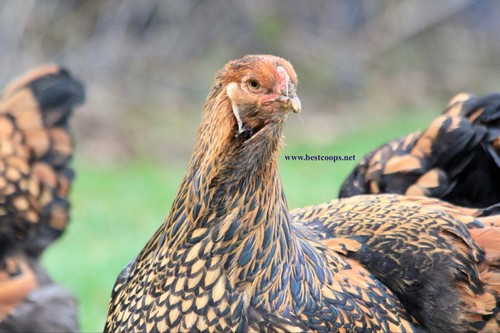Gold laced brahma - gold,