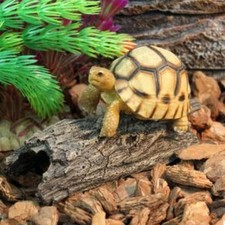 Reptile Hide Cave Tree Shell