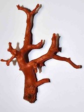 CORAIL ROUGE DE MEDITERRANEE - TRES BELLE BRANCHE DE CORAIL - 120/94mm