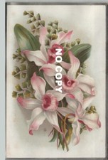 Chromo RED CARPET - Orchids